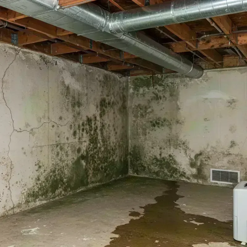 Professional Mold Removal in Lockport, IL